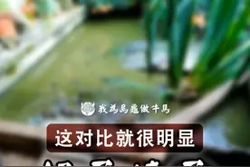 挖出来的龟蛋好坏一眼就能分出来！ 对于巴西脸的龟蛋，好蛋坏蛋从颜色上就能轻易区分出来的。#养龟日常 #乌龟 #宠物龟 #孵化 #观赏龟视频封面