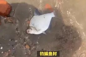 揭秘鳊鱼栖息地，垂钓高手的绝佳选择！ 鳊鱼出没位置大公开视频封面