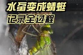 水虿变成蜻蜓过程全纪录！ #自然奇境科普季 #春日盛放