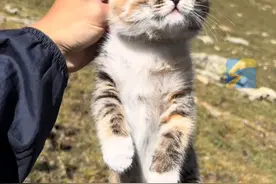10月12日 深圳（采访），男子在新疆徒步旅行遇流浪猫，陪他们跋山涉水，追随他们不离开，后面行程太危险，选择让它回归大自然。#流浪猫 #旅行 #动物的迷惑行为视频封面