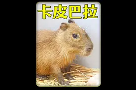 饲养一只卡皮巴拉，呆萌可爱的小家伙，能养活吗？ #萌宠视频封面