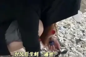 台风后生蚝“遍地”，这些生蚝尽量不要食用视频封面