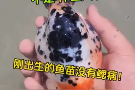 关于这个事儿，我总结了六点：......#兰寿 #新手养鱼 #兰寿鱼苗 #观赏鱼视频封面