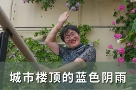 种在城市楼顶的蓝色阴雨 来自花友幸福姐姐，实现开花上千朵~#月季 #蓝色阴雨 #花园生活 #青dou计划 #海蒂的花园 @抖音短视频视频封面