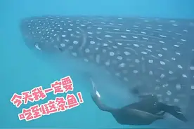 一只胆大包天的海鸟从鲸鲨身上偷鱼吃！ 
#海洋生物 #鲸鲨  @DOU+上热门 @抖音短视频 @DOU+小助手 #神奇动物在抖音视频封面
