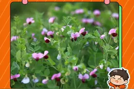 死去的回忆突然开始攻击我……#高中生物 #豌豆花花语 #孟德尔和他那该死的豌豆 #生物视频封面