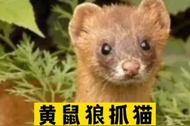 世风日下，这只黄鼠狼貌似在捕杀猫，简直颠覆了很多人的认知。视频中可以看出，黄鼠狼不光攻击幼年猫，还攻击成年猫。这里很好奇，为什么猫不还手呢？就连大橘都压制不了黄鼠狼，难道非要狸花猫出手才行吗？#动物 #动物的迷惑行为视频封面