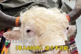 丽江景区“打工”白牦牛被传年入600万，拍照打卡点上价格标准50元一次，景区工作人员：年收入没有这么夸张视频封面
