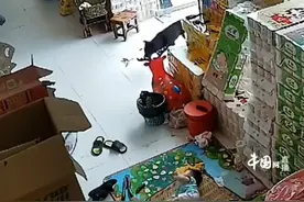 6月14日，河南周口。婴儿午睡时遭恶犬袭击，爸爸为保护孩子与恶犬搏斗视频封面