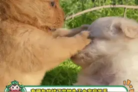 非独生子女家庭关系真的是这样吗？#非独生子女 #内容过于真实 #娱乐评论大赏视频封面