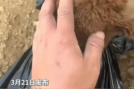 主人拉着狗狗到大棚里铺膜，一路狂飙，效率极高！网友：这简直是量身定制的工作！来源：新华社快看视频封面