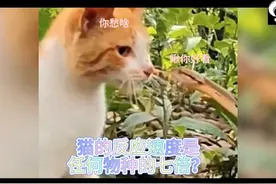 猫的反应速度是任何物种的七倍？ #猫的反应速度到底有多快 #猫视频封面