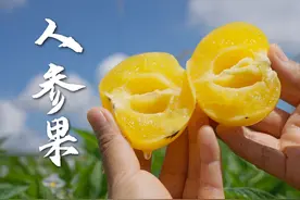 等了一年的人参果终于来了！ 云南石林树上熟的黄果，汁多水甜视频封面