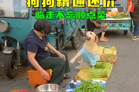 狗狗买菜遇摊主冷遇，厚脸皮赖在菜摊不走，硬讨了一把辣椒视频封面