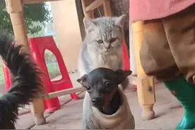 猫咪悠闲的坐在狗狗身上，让狗狗驮着走，主人：它们从小一起长大，狗狗习惯了  网友：这难道就是传说中的狗儿摩托？#萌宠 #搞笑视频封面