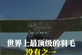世界上最顶级的羽毛，没有之一，根本买不起 #涨知识 #科普一下 #有趣的知识又增长了视频封面