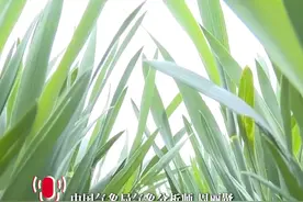 中央气象台发布寒潮蓝色预警 剧烈降温对易感人群及农业生产有影响视频封面