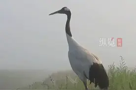 一生只有一个伴侣！辽宁一丹顶鹤因伴侣走失，原地哀鸣、不吃不喝。（极目新闻）