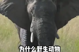 为什么野生动物喝河里的脏水也不会生病？#涨知识视频封面