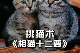 老祖宗传下来的挑猫术，只要掌握相猫十二要，就能选到顶级好猫