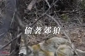 猎人用仿声器吸引郊狼 #神奇动物在抖音 #动物世界 #内容启发搜索视频封面