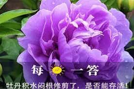 牡丹积水闷根修剪了，是否能存活！ 今日解答：溲疏、牡丹视频封面
