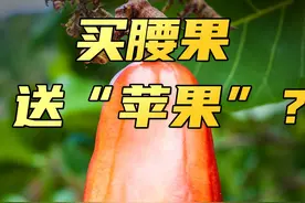 腰果长在“苹果”上、夏威夷果其实是澳大利亚特产……你还知道哪些坚果的冷知识，评论区讲讲～#长知识  #美食分享视频封面