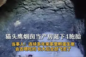 猫头鹰烟囱当产房诞下4胞胎 当事人：连续多年来家里孵蛋生崽 会去喂吃的 长大后全部飞走了#可爱动物 #萌宠 #奇闻趣事 #动物视频封面