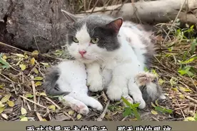 碰到即将要死的猫宝宝，猫妈妈那无助的眼神流浪猫生活下去太难了视频封面