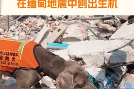 深圳搜救犬在缅甸地震中刨出生机 深圳公益救援队的拉布拉多搜救犬“多吉”以灵敏的嗅觉和顽强的毅力，成为废墟中点亮希望的“生命雷达”。据了解，它迄今已参加过至少5次救援行动，服务时长超过50小时。目前，“多吉”已在现场持续工作多时，还将随队持续开展搜救工作。#缅甸地震#缅甸地震已遇难2065人#视频封面