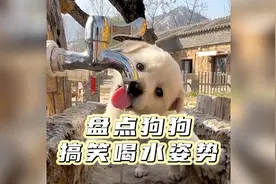 盘点小狗喝水的搞笑姿势，你家是哪一种？快发出来看看！#小狗视频封面
