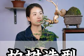 做树就是做人，只有经过浴火方能涅盘重生。#盆景 #柏树 #盆景制作视频封面