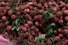 6月23日（发布），广西。这样的友情羡慕了！舍友一句“想吃荔枝”，男生从家里扛了几十斤回宿舍#大学生活 #友情 （来源：@谓之人（求学日志） ）