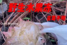 捡鸡枞的绝技教给大家！ #野生菌 #捡菌子 #上热门 #捡菌子的乐趣来了视频封面
