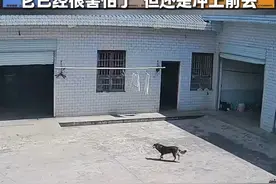 家中闯入大流浪狗袭击女子，危急关头小狗不顾体型差异，冲上前保护主人安全。“它已经很害怕了，但还是冲上前去”#万物皆有灵 #惊险 #狗视频封面