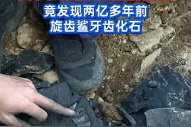 女子在建德山上敲敲打打，竟发现两亿多年前旋齿鲨牙齿化石 #女子杭州山上发现2亿年鲨鱼牙齿 #社会 #抖音热评视频封面