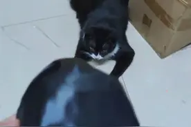 搞笑猫咪面具黑色蝙蝠头型大小猫型适用万圣节宠物生日面具 猫猫蝙蝠面具，直接爆改蝙蝠喵！！#铲屎官的乐趣   #猫咪     #萌宠出道计划  #铲屎官日记  #萌宠日常记录视频封面