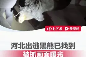 河北邯郸出逃黑熊已找到， 被抓画面曝光！ 视频封面