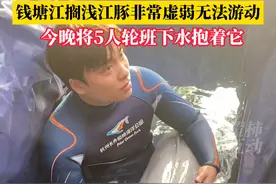 钱塘江搁浅的是雌性东亚江豚，非常虚弱 5人今晚轮流下水抱它视频封面