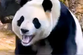 福宝重新营业第一天很是开心，不断给姨姨们整活儿视频封面