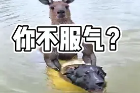 袋鼠：这下服了没？ #搞笑配音 #看一次笑一次 #搞笑视频封面