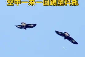 一边飞一边牵手转圈圈！金雕“落户”北京郊区 #2只小金雕空中一来一回踢塑料瓶视频封面