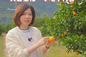 又是一年丰收季，黄岩蜜桔成熟时，带大家看看我们黄岩蜜桔的产地。  #橘子熟了 #三农 #我的家乡特产 #模具钢 #模具视频封面