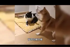 猫哥，你今天信不信…… #重庆方言 #方言配音 #果子哥哥 #动物配音视频封面