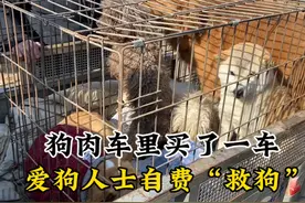 爱狗大姐自费“救狗”，从狗肉车里救下满满一车，善举引众人围观视频封面