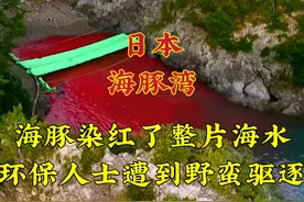 实拍日本海豚湾，海豚染红了正片海水，环保人士遭到了野蛮的驱逐视频封面
