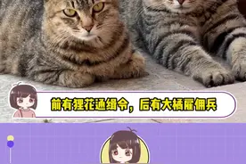 前有狸花通缉令，后有大橘雇佣兵！#狸花猫 #大橘猫视频封面