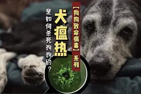 犬瘟热是如何杀死狗狗的？养狗必看：一条视频彻底搞懂-犬瘟热！