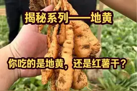 揭秘系列——地黄：鲜地、生地、熟地？你吃的是地黄还是红薯干？视频封面