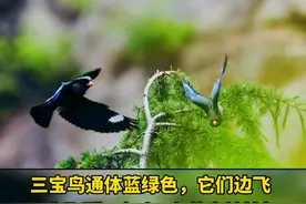 南京幕府山现一对三宝鸟嬉戏！（来源：荔枝新闻）#南京 #三宝鸟 #幕府山 #发现极美南京 视频封面